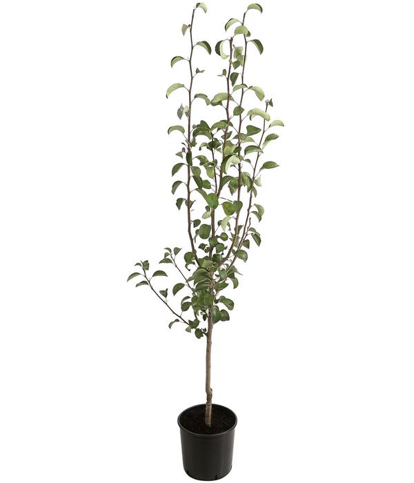 Winterbirne 'Alexander Lucas'
