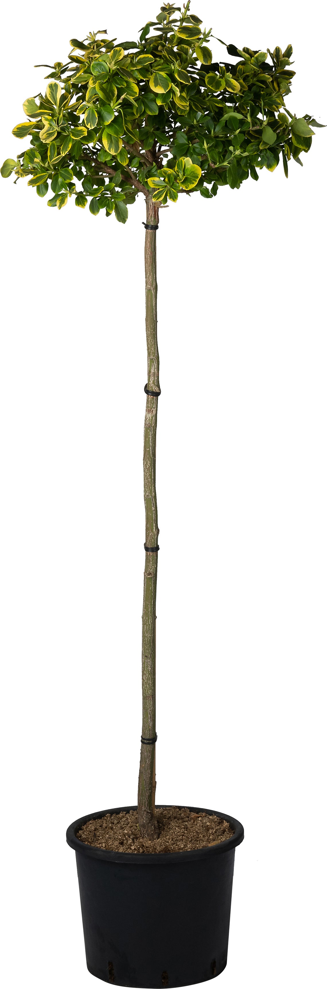 Kardinaalsmuts (Euonymus fortunei 'Canadale Gold') D 32 H 150 cm