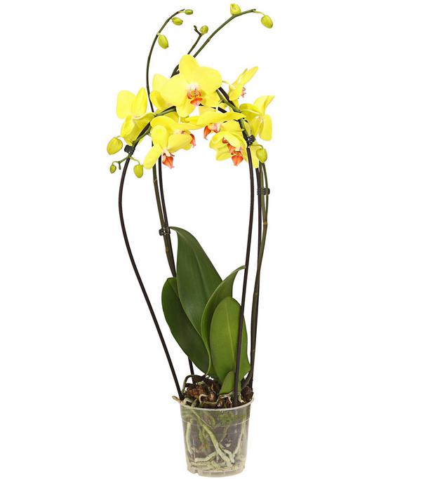 Schmetterlingsorchidee - Phalaenopsis