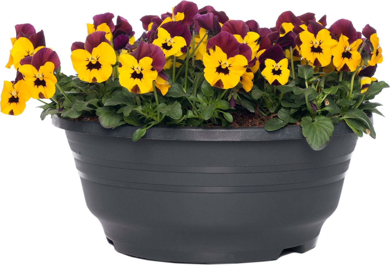 Hoornviooltje in schaal (Viola cornuta in schaal) Paars geel D 23 H 25 cm