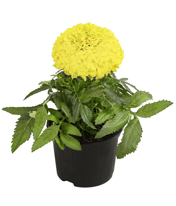 Studentenblume, großblumig, verschiedene