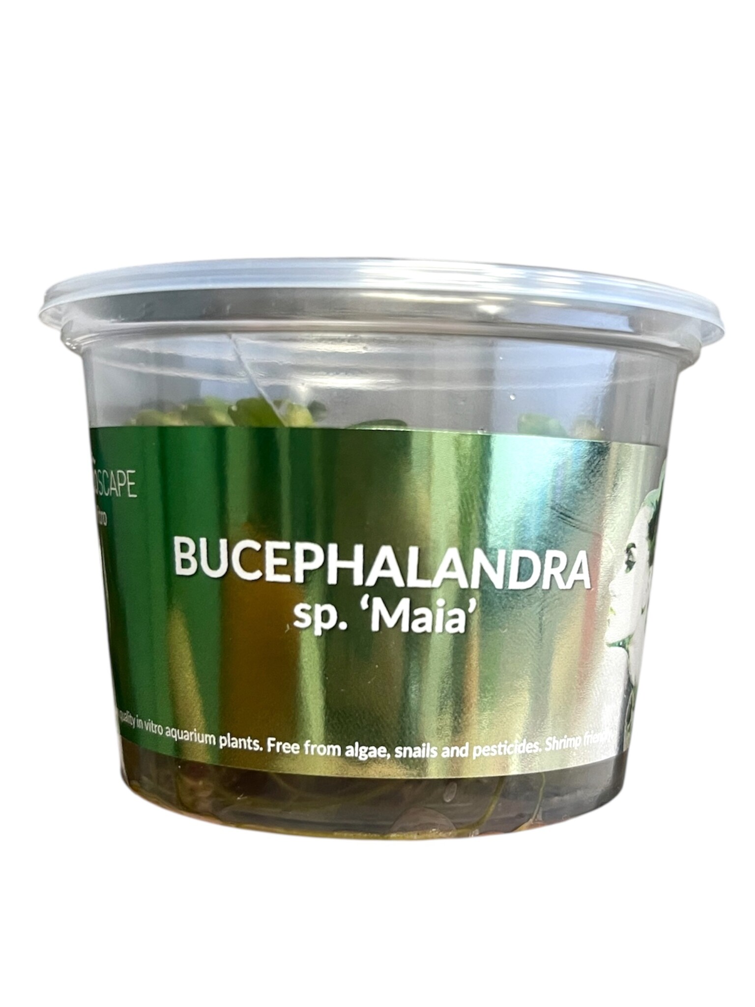 Waterplant Bucephalandra 'Maia' – In Vitro aquariumplant