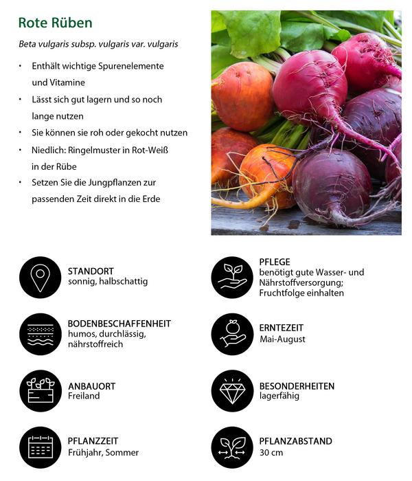 Rote Bete, Rote Rübe, bunt, 12er Schale