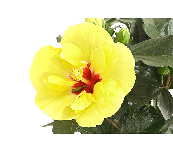 Zimmerhibiskus - Hibiscus rosa-sinensis,