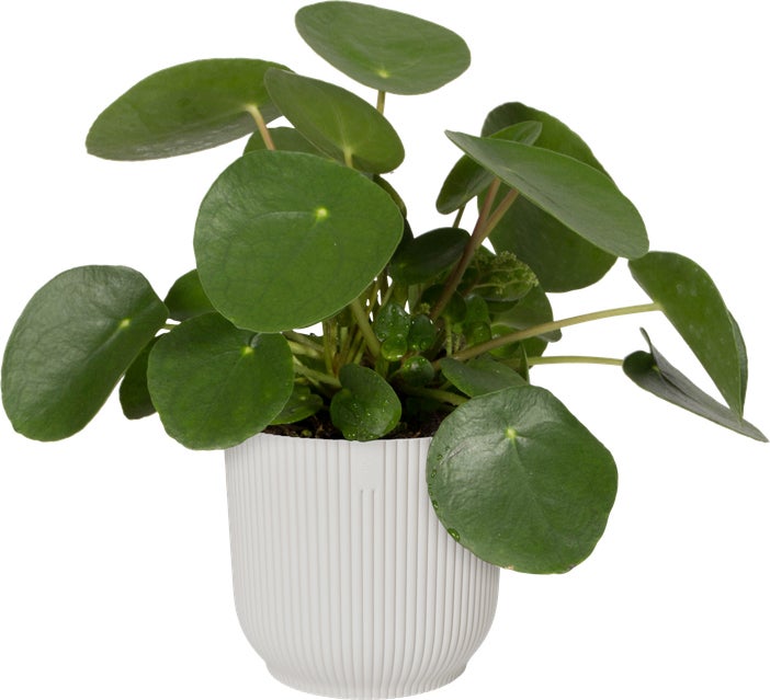Elho bloempot Vibes wit D 14,1 H 12,9 cm