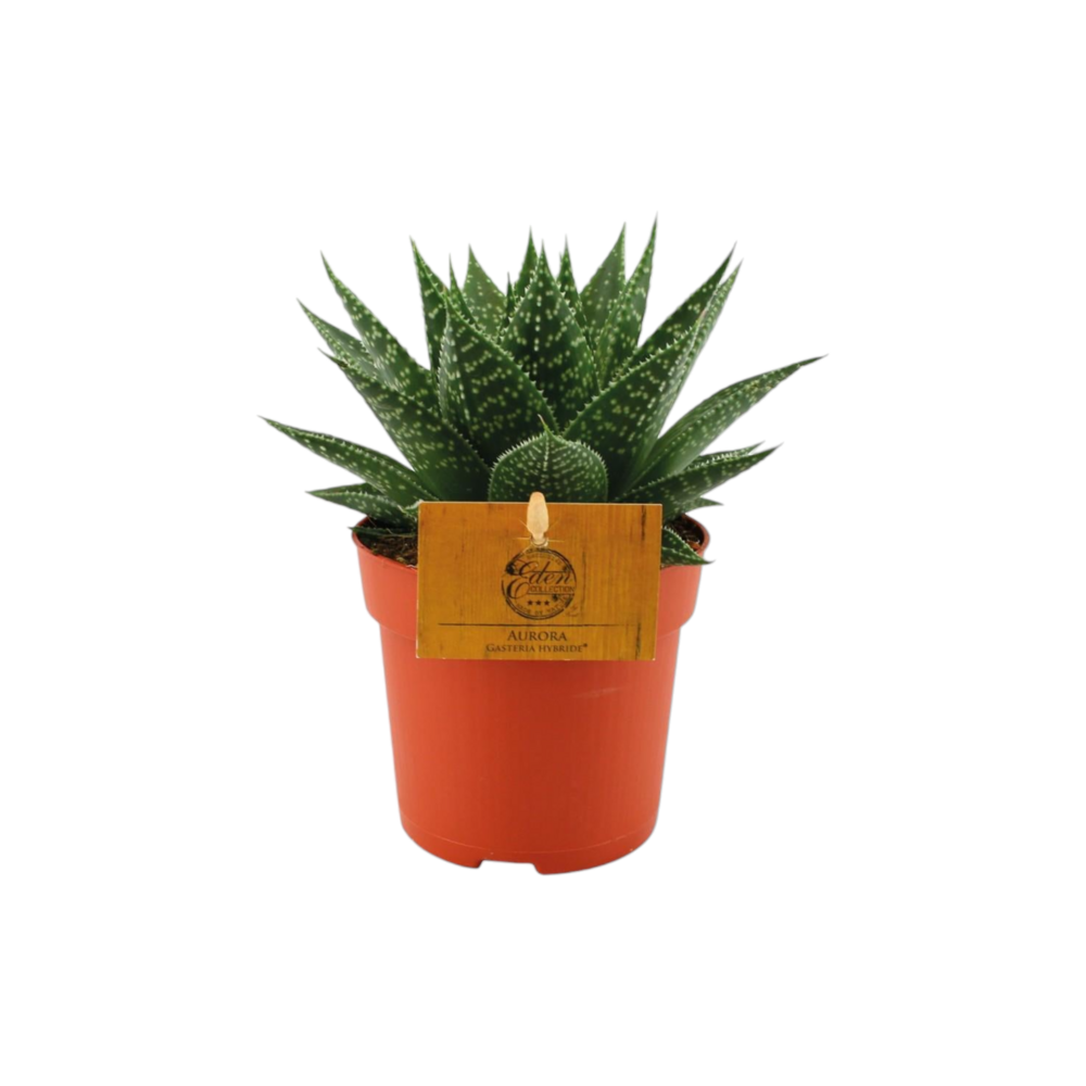 Plante d'intérieur - gasteria hybride aurora 15.0cm