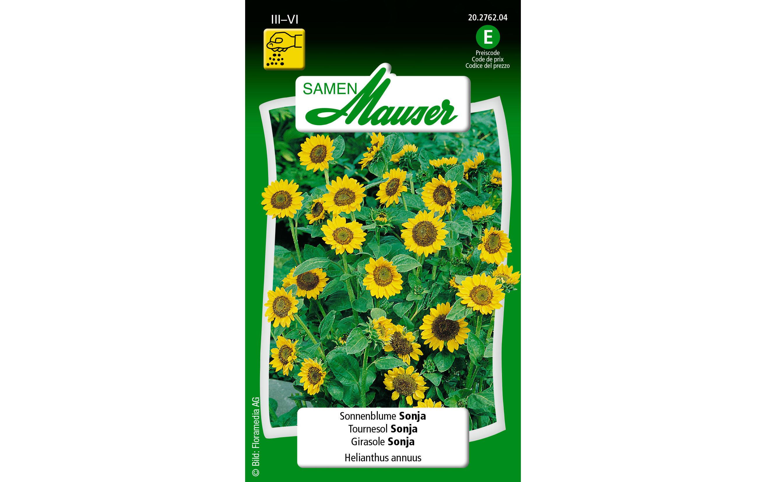 Saatgut Sonnenblume SonjaBlumensamen