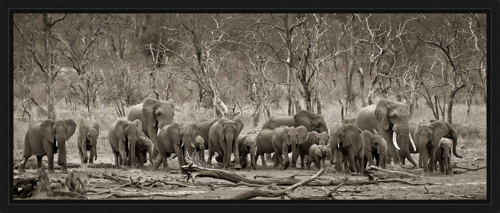 Elephant herd & logs by Horst Klemm - Limited Edition. Edition of: 150. Signed.