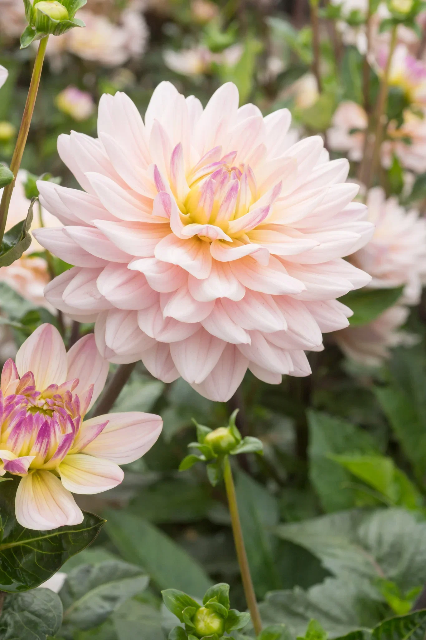 Dahlia x pinnata 'Diana's Memory' Georgine 'Diana's Memory' 2 pk