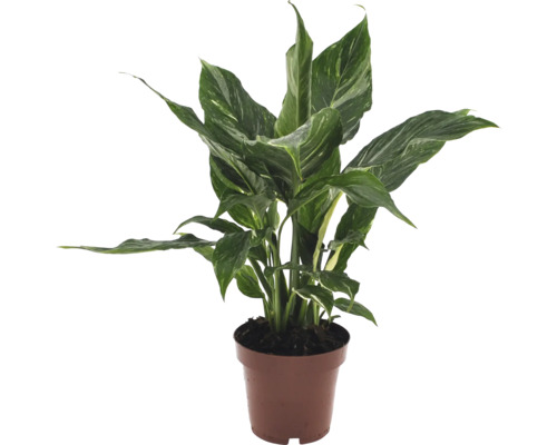 Vredeslelie Diamond FloraSelf Spathiphyllum Diamond H ca. 30 cm Ø 12 cm pot