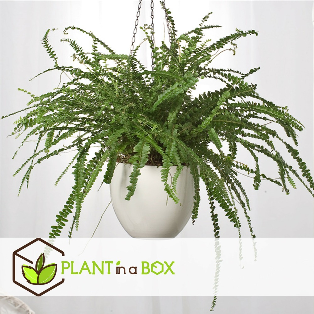 Nephrolepis duffi - fougère frisée - set de 2 - pots 12cm - hauteur 25-40cm