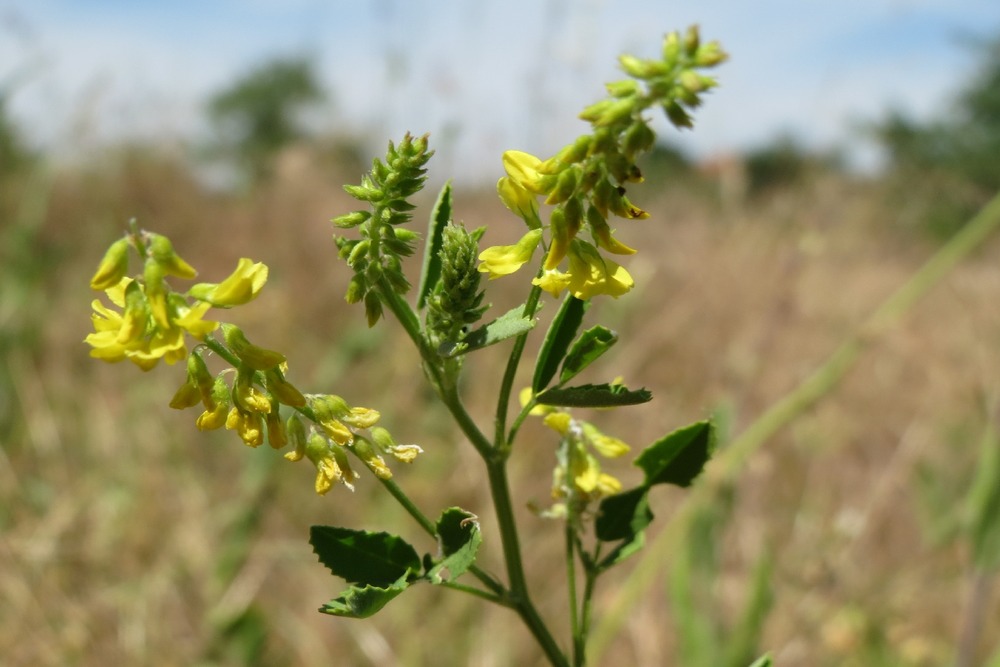 Kit cadeau - mélilot - 250 graines - melilotus officinalis