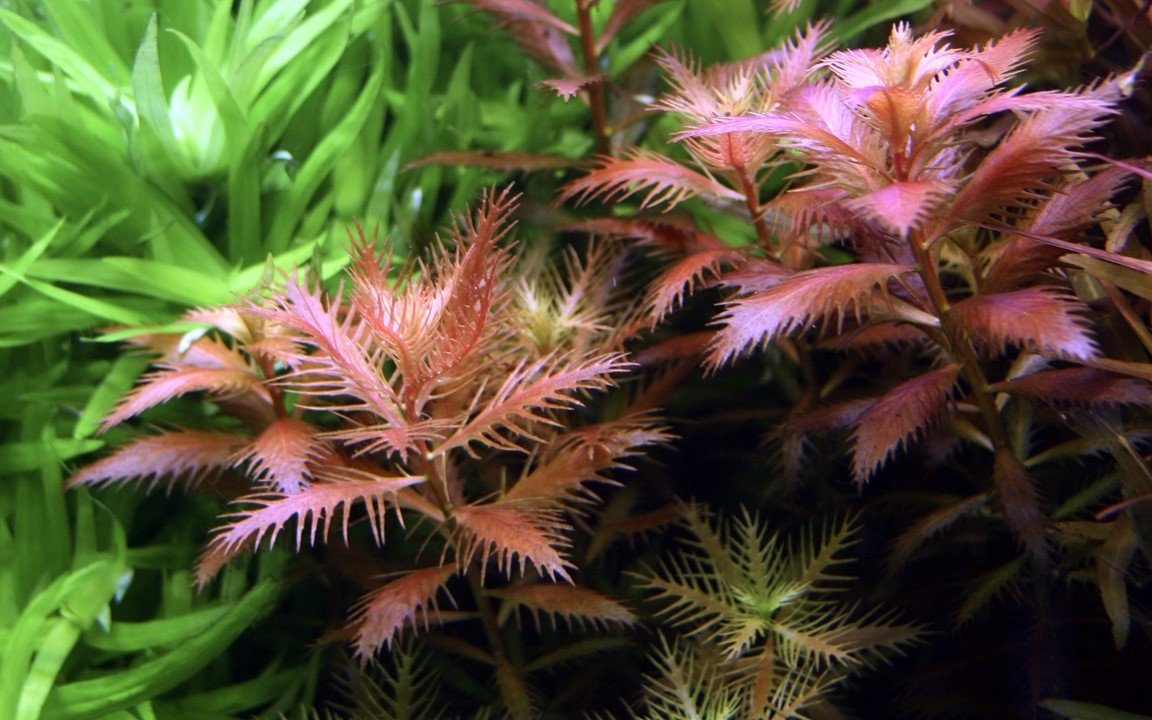Waterplant Proserpinaca Palustris Cuba
