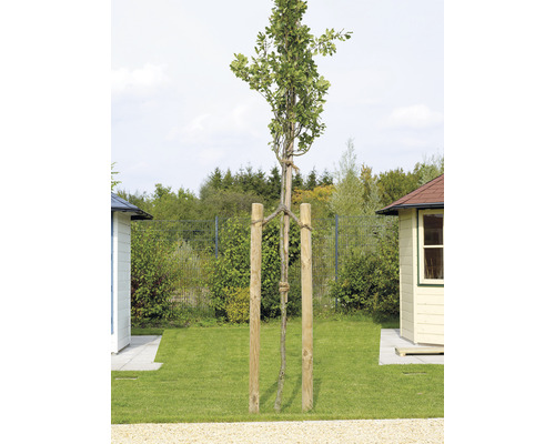 Puntige boompaal Ø 4,6 x 150 cm drukgeïmpregneerd bruin