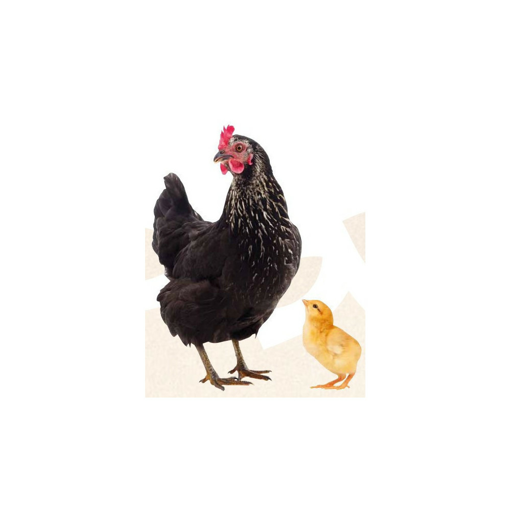 Natur' tonic, favorise la croissance pour poule et poussin 250 ml