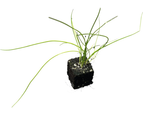 Biologische groentezaailingen, groentesoorten los met kluit/potgrond