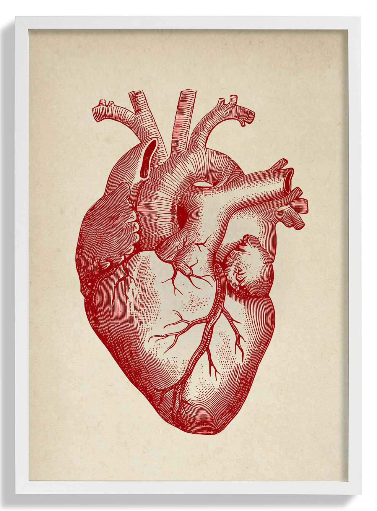 Anatomisches Herz