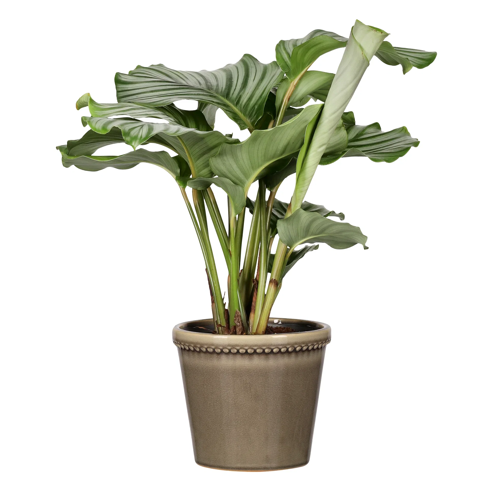 Potte Elliot Ø19,5 cm