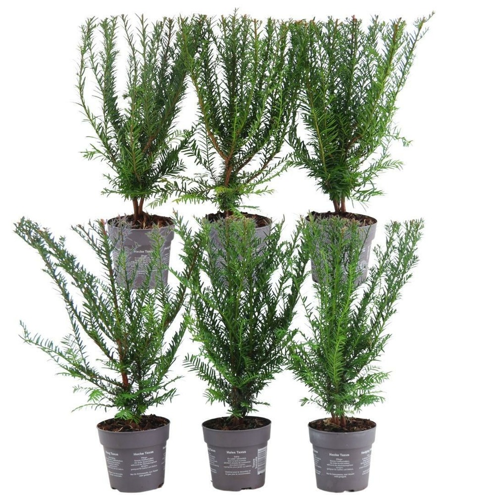 Taxus baccata - lot de 6