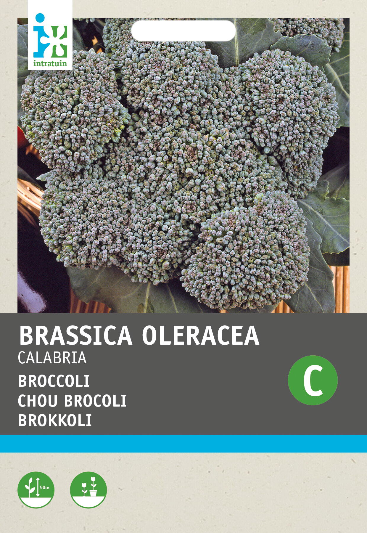 Intratuin groentezaad Broccoli (Brassica oleracea 'Groene Calabria')