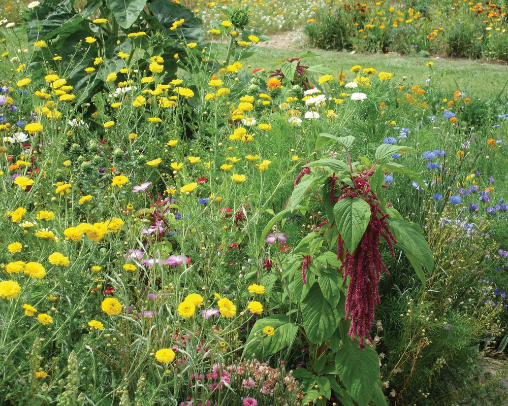 Graines fleurs annuelles oiseaux • graines : 25 gr / 5m²