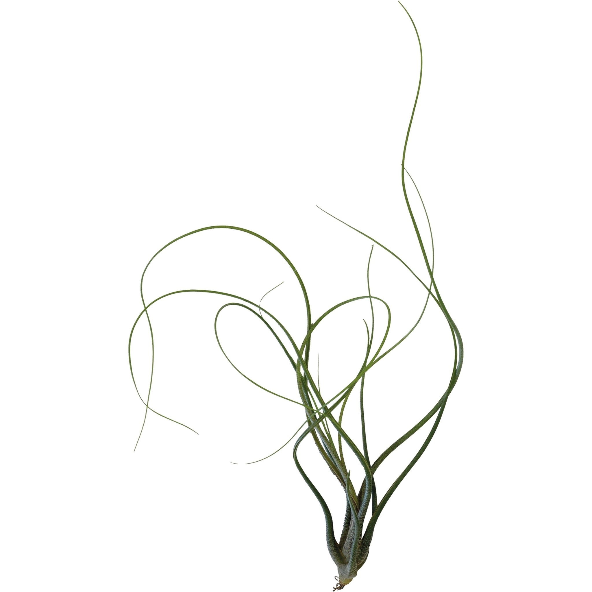 Terraplant Tillandsia Butzii