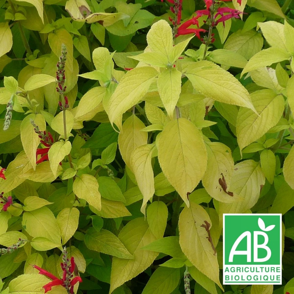 Sauge ananas doré bio/salvia elegans golden delicious[-]lot de 9 godets