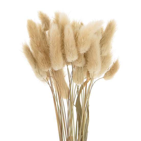 Fleurs séchées Lagarus Naturel Longueur : 45/50cm - 35 Tiges