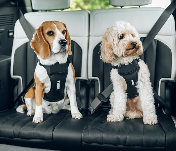 THULE® Hundegeschirr für Autos Cappy