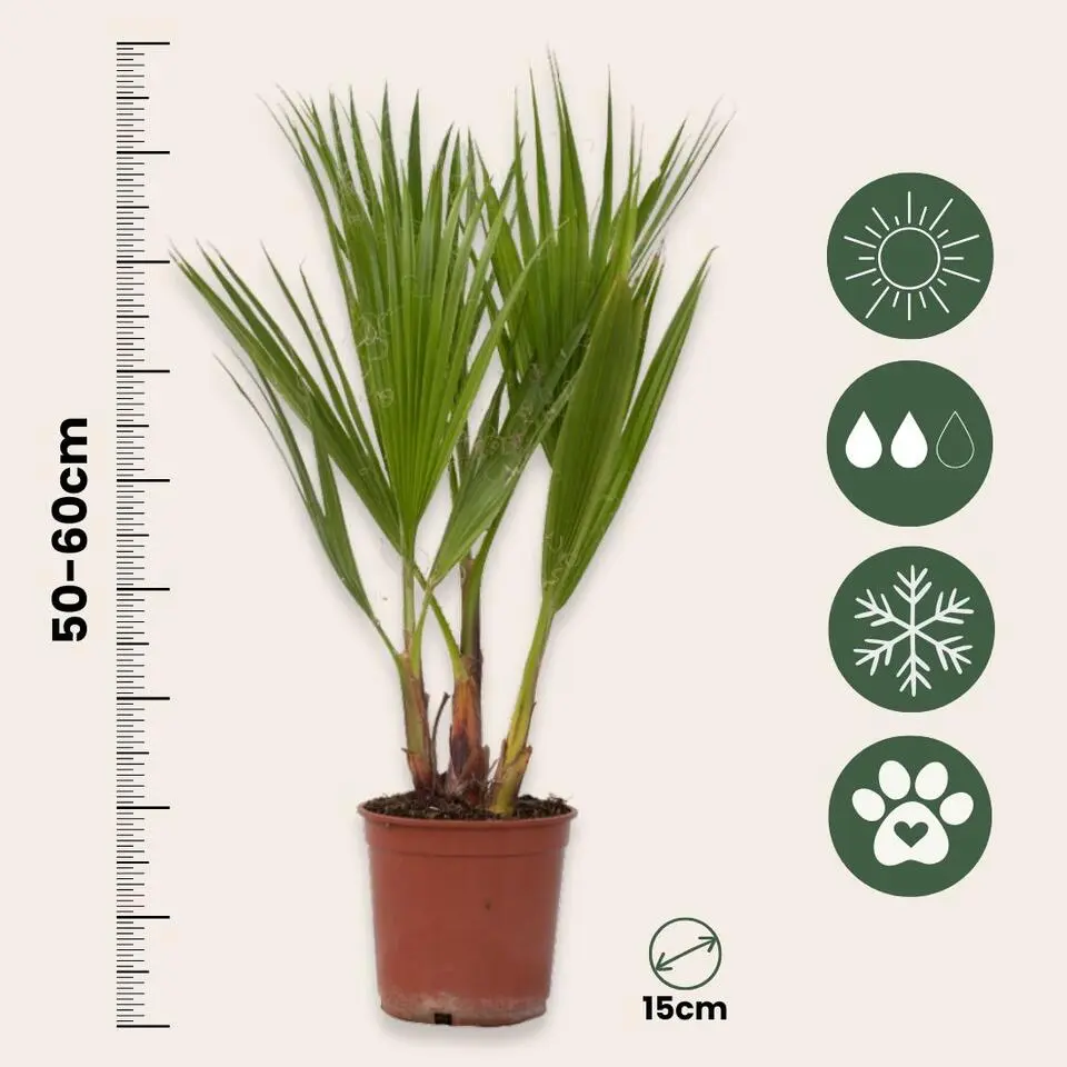 Mexicaanse waaierpalm - Set van 2 - Washingtonia - Hoogte 50-60cm - ⌀15cm
