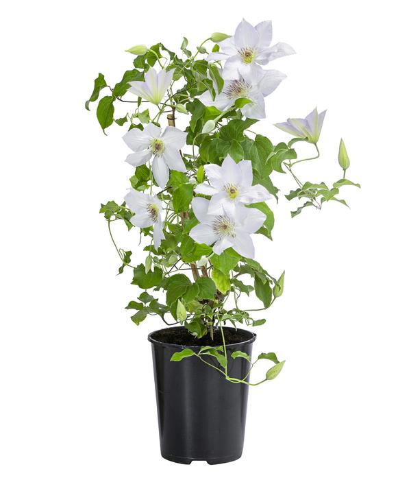 Waldrebe - Clematis 'Guernsey Flute'