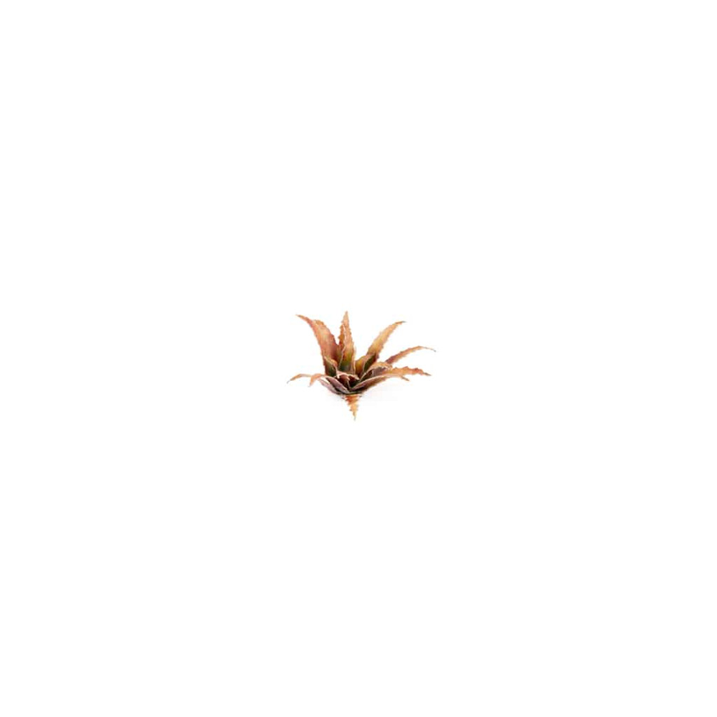 Laser Plants - Red Aloe