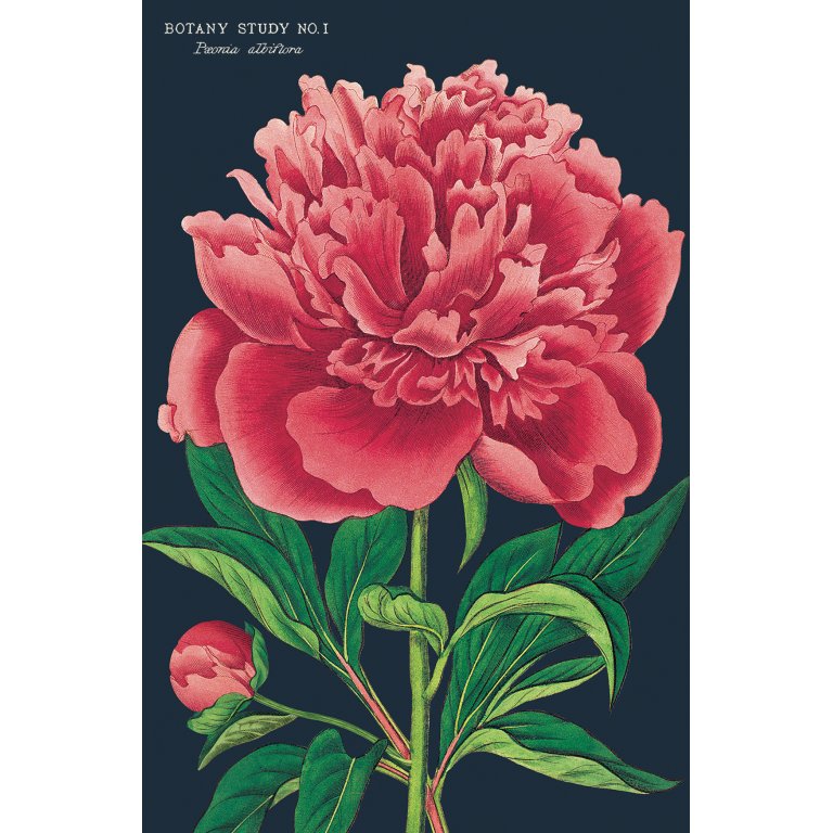Cavallini Postkartenset