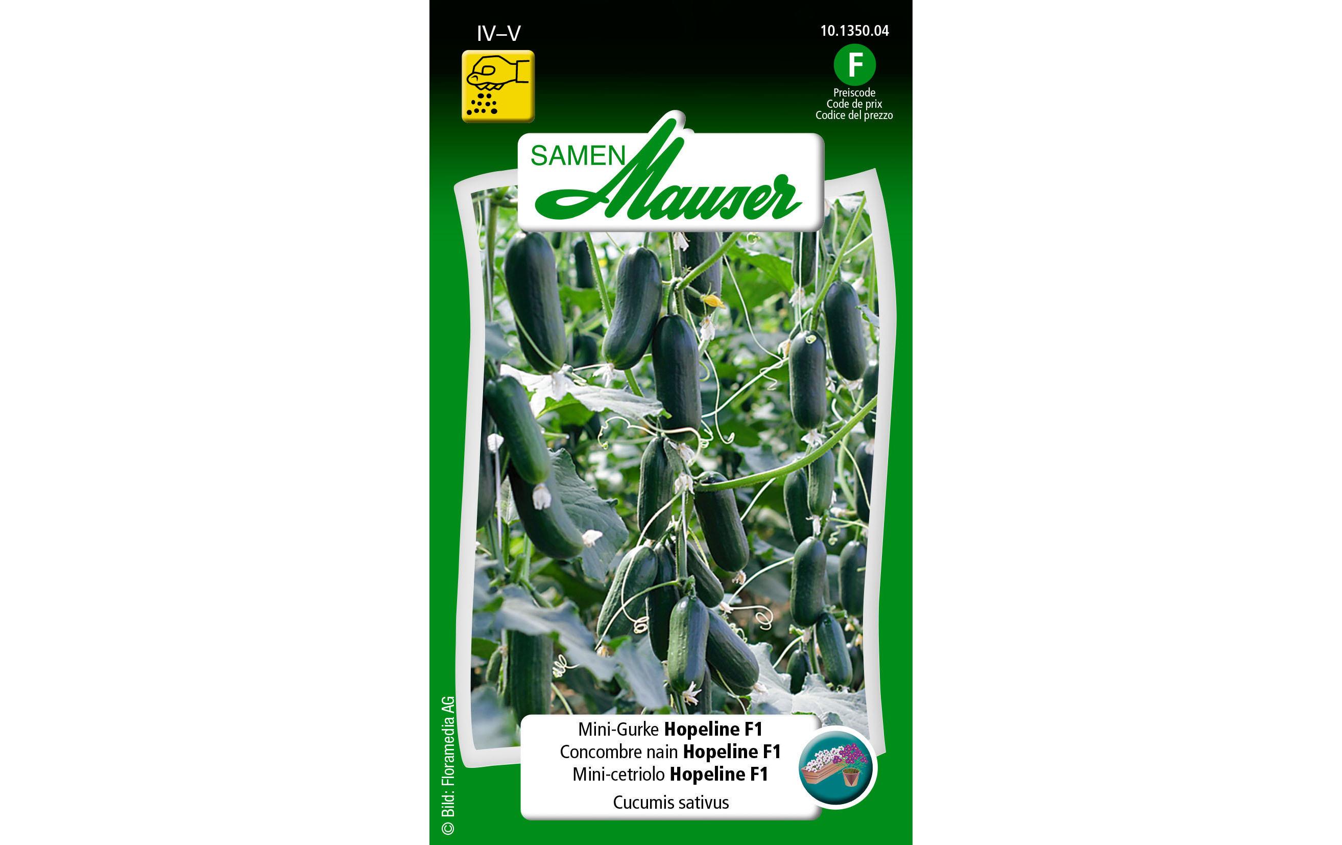 Samen Urban Gardening Mini-Gurke Hopeline F1Gemüsesamen