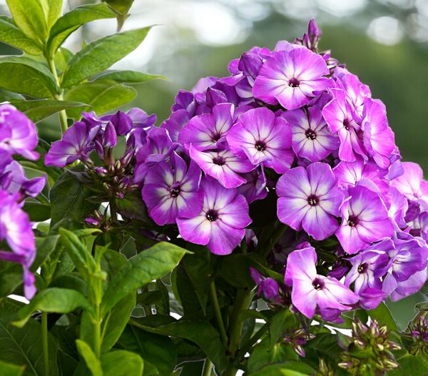 Stauden-Phlox, verschiedene Sorten