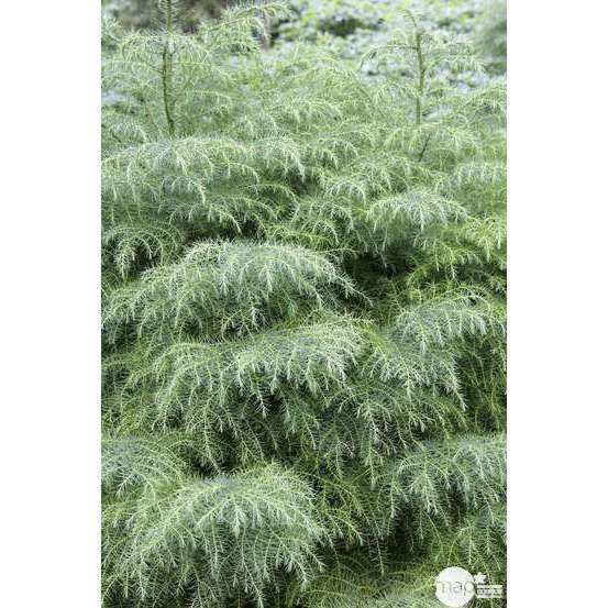 Cryptomeria japonica Elegans : H. 80/100 cm, pot 10L
