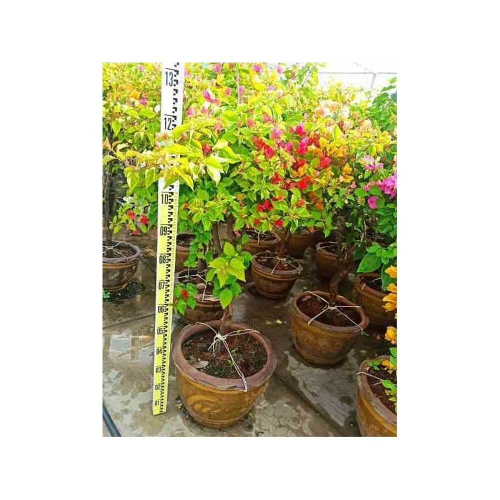 Bougainvillea hybride (bougainvillier) taille pot de 25l - boule -100/120cm