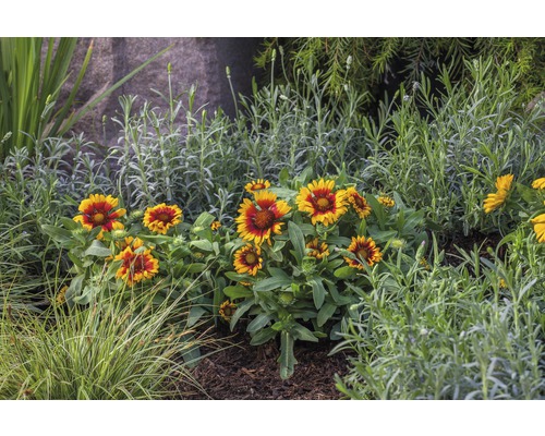 Kokardebloemen Gaillardia H 25-40 cm Co 3 L