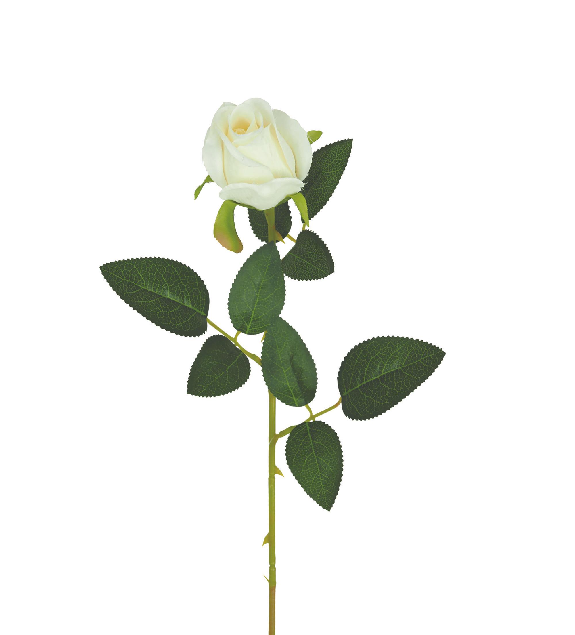 TIGE BOUTON ROSE H.63CM BLANC
