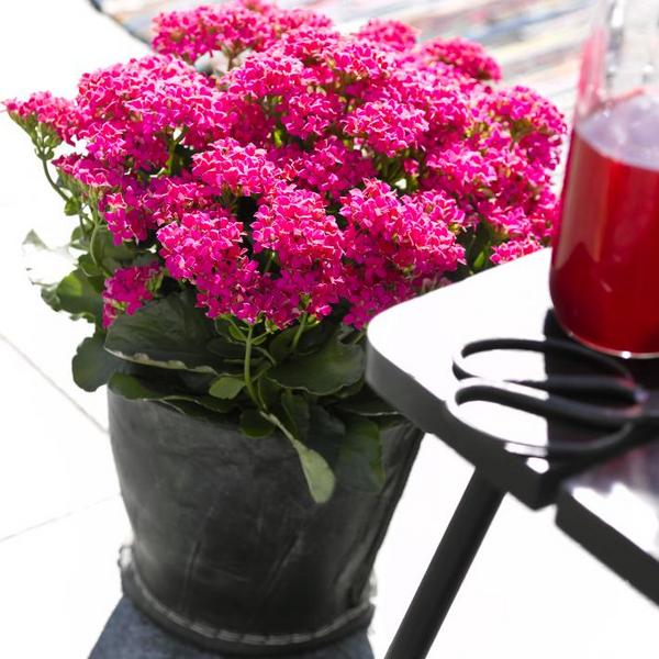 Freiland-Kalanchoe, verschiedene Farben