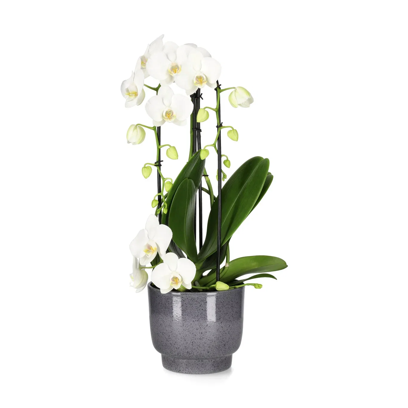Potte Eda Ø15 cm