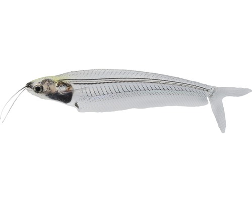 Indische glasmeerval - Kryptopterus bicirrhis