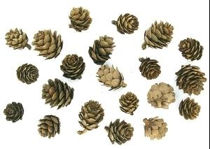 POMMES DE PIN 1.5CM A 3CM X20 PIECES