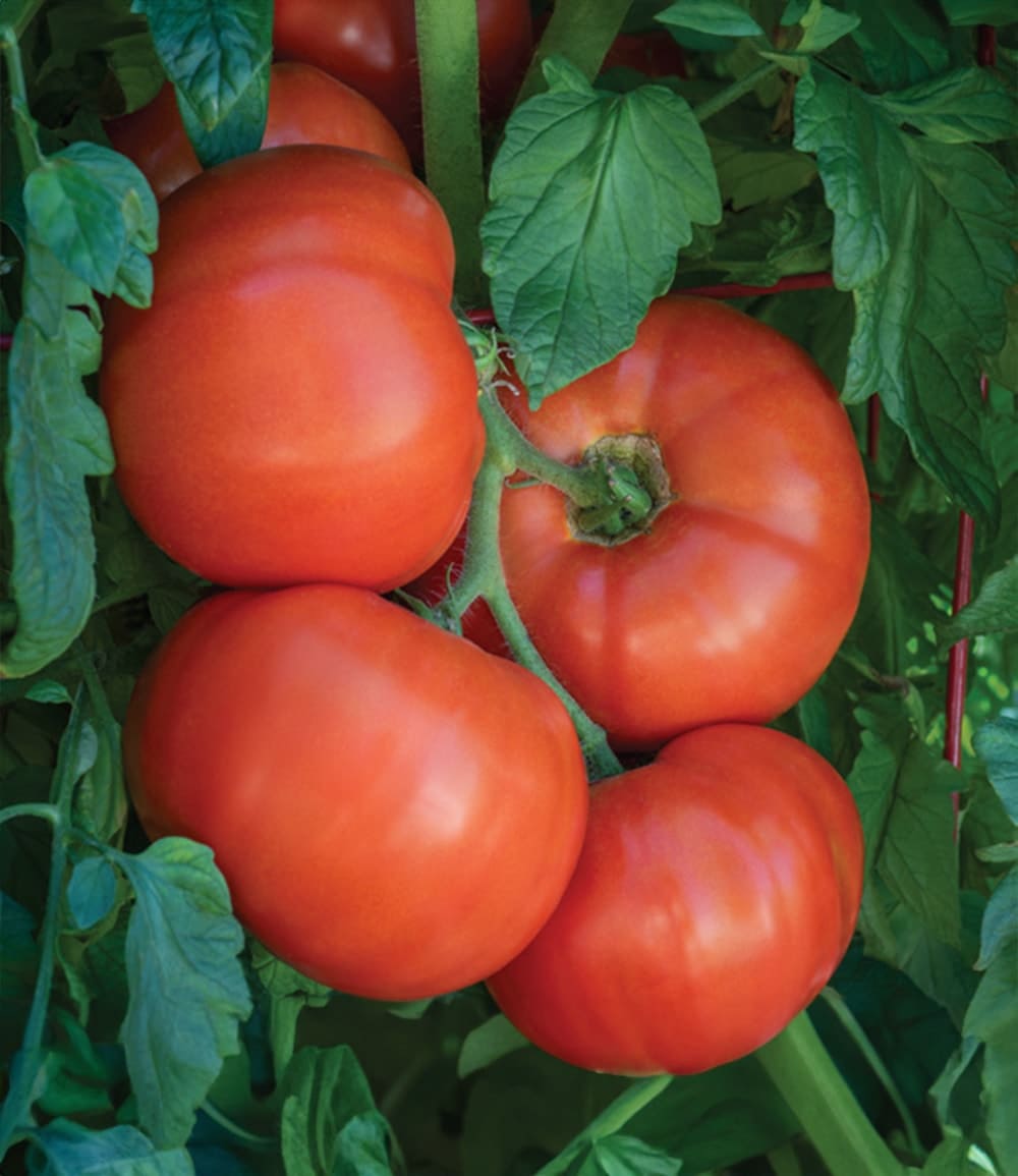 Veredelte Fleisch-Tomate 'Burleque' F1