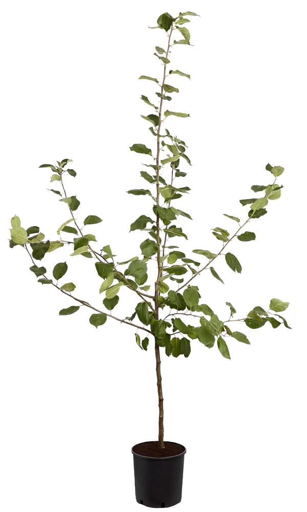 Winterapfel 'Roter Boskoop'