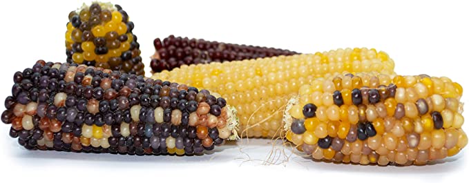 Mini Espigas de Milho para Galinhas e Coelhos - PicoMaíz - Petisco 100% Natural para Roedores e Pássaros - 240g - Ajuda a Desgastar os Dentes e o Bico