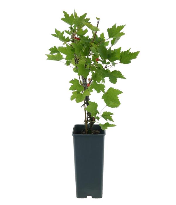 Bio Johannisbeere 'Rovada'