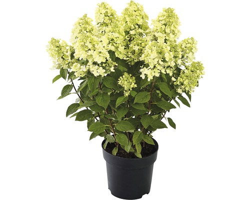 Pluimhortensia 'Panflora' FloraSelf Hydrangea paniculata 'Panflora' H 40-50 cm Co 5 L
