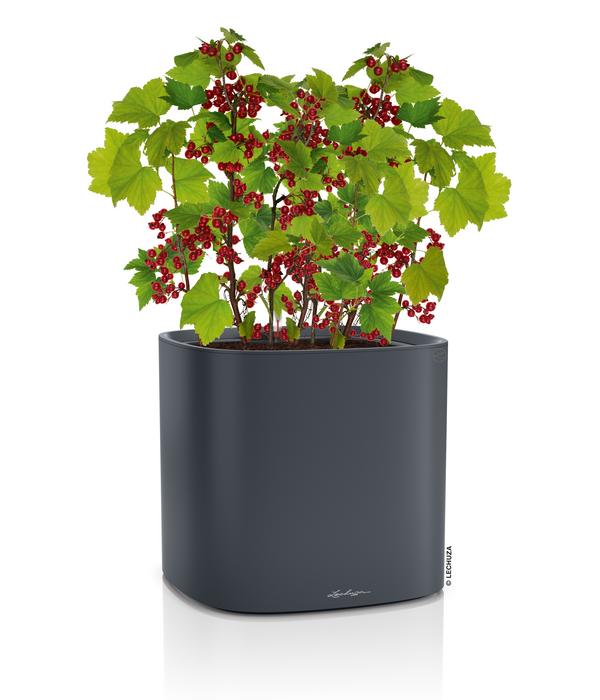 LECHUZA® Kunststoff-Topf PILA Color Planter,