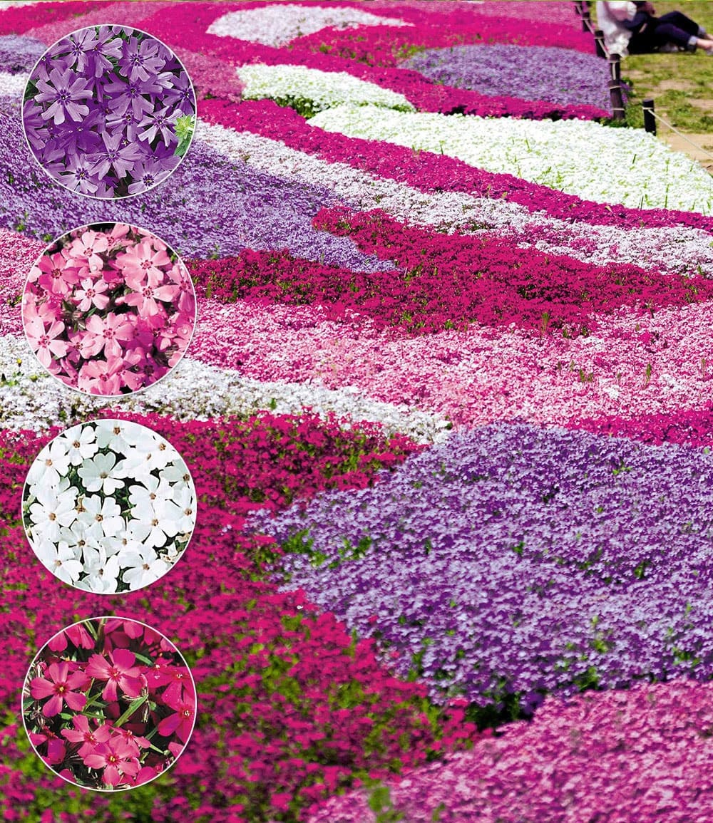 3er Phlox-Mix 'Flowers of the Sea'